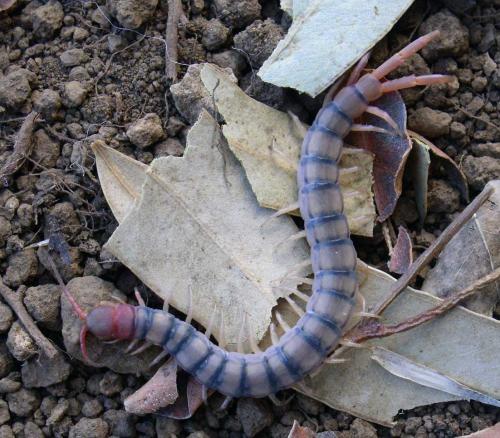 Réf. 82 225 : Scolopendra sp.
