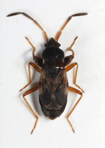 Scolopostethus pilosus