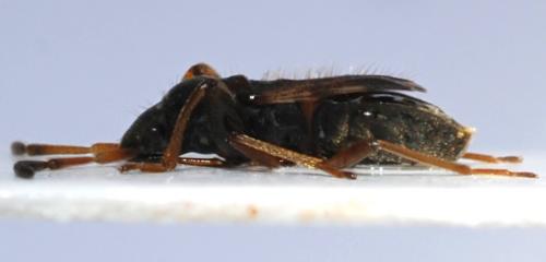 Scolopostethus pilosus