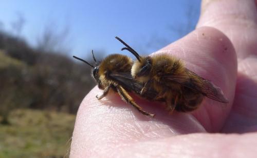 Colletes cunicularius