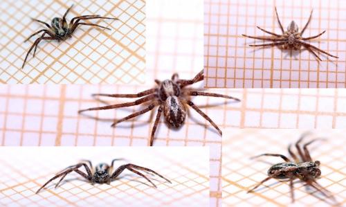 Philodromus sp.