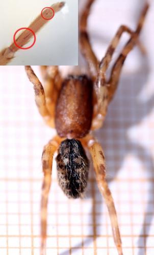 Segestria bavarica