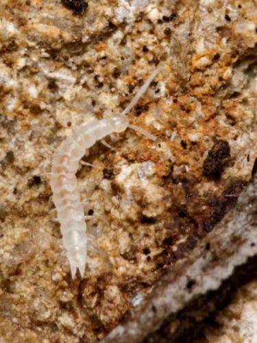 Scutigerella sp.