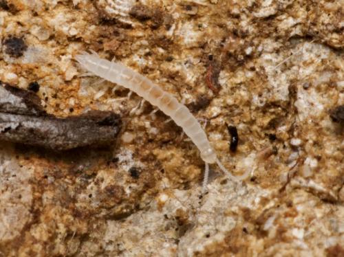 Scutigerella sp.