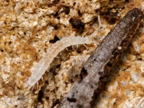 Scutigerella sp.