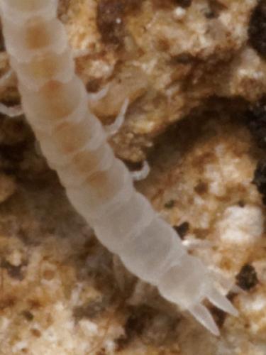 Scutigerella sp.