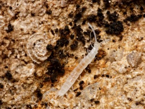 Scutigerella sp.