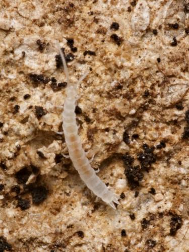 Scutigerella sp.