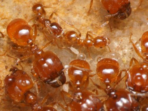 Réf. 82 595 : Pheidole pallidula