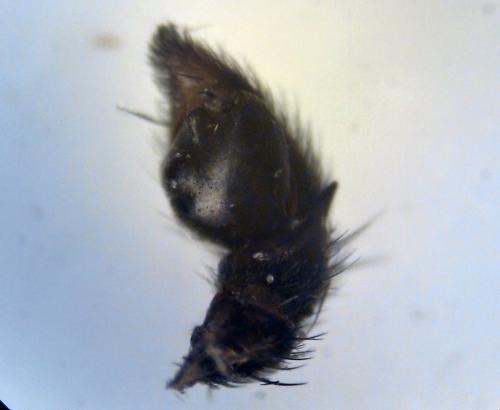 Thanatus formicinus