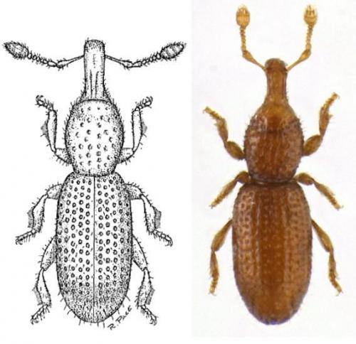 Réf. 82 834 : Alaocephala delarouzei delarouzei