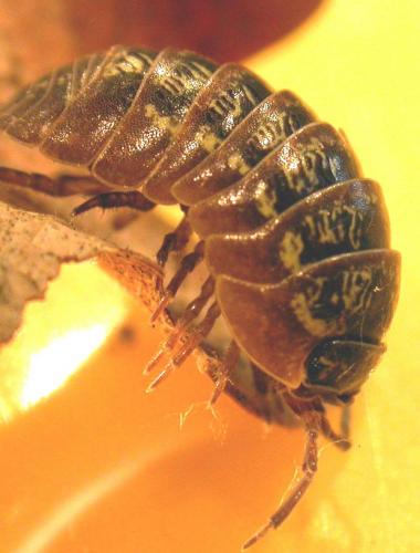 Réf. 82 608 : Armadillidium simoni