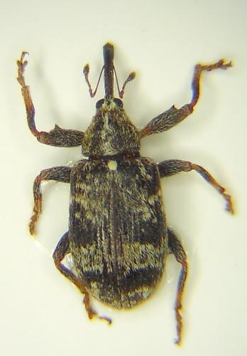 Anthonomus pomorum