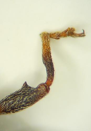 Réf. 82 532 : Anthonomus pomorum