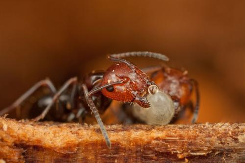 Camponotus lateralis