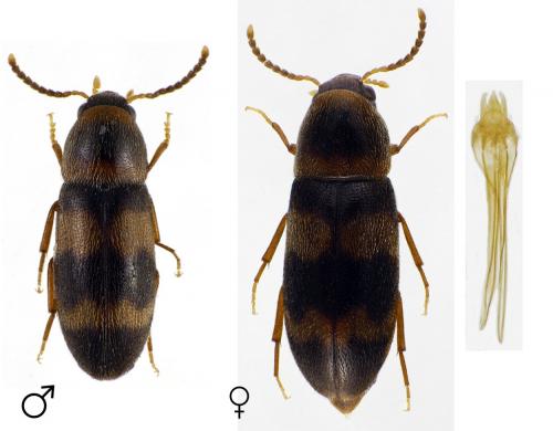 Abdera quadrifasciata