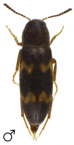 Abdera biflexuosa