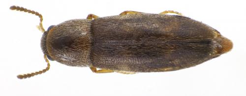 Abdera biflexuosa