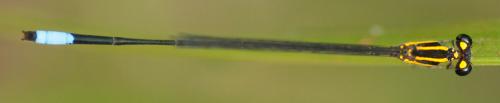 Acanthagrion ascendens