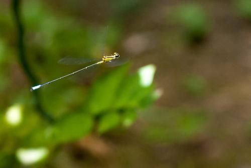 Acanthagrion ascendens