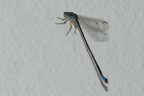 Réf. 82 908 : Acanthagrion ascendens
