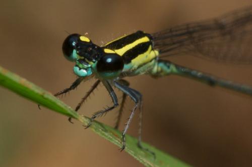 Acanthagrion ascendens