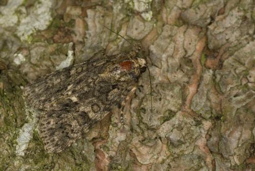 Réf. 82 986 : Acronicta rumicis