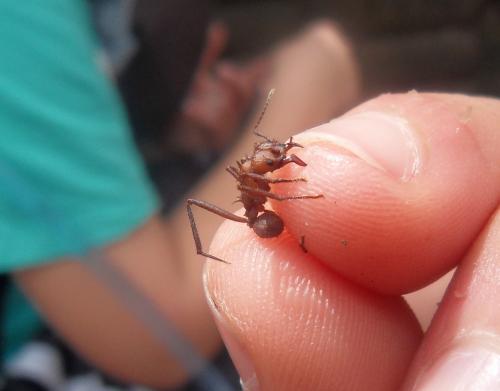 Réf. 82 841 : Acromyrmex octospinosus