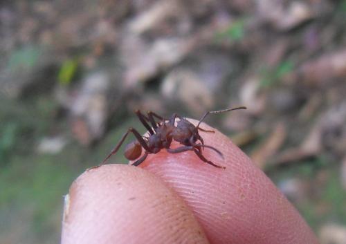Réf. 82 849 : Acromyrmex octospinosus