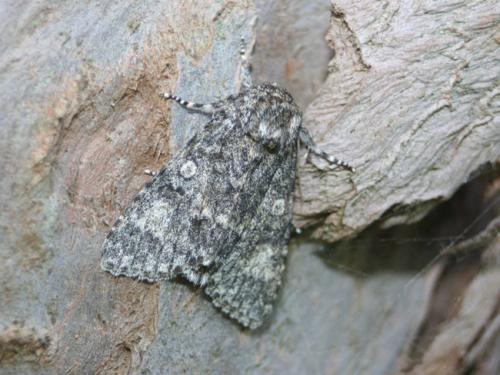 Subacronicta megacephala