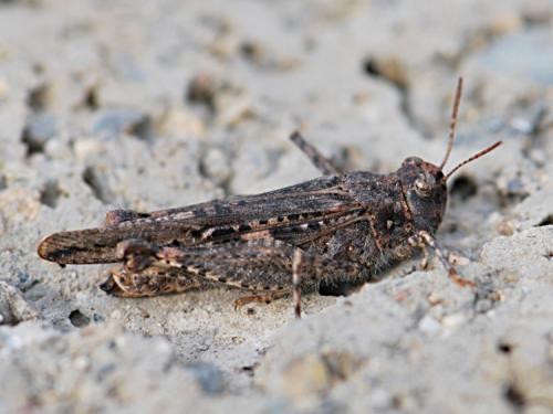 Réf. 82 405 : Acrotylus insubricus insubricus