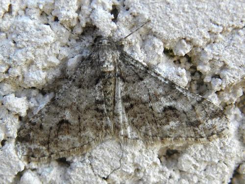 Agriopis leucophaearia