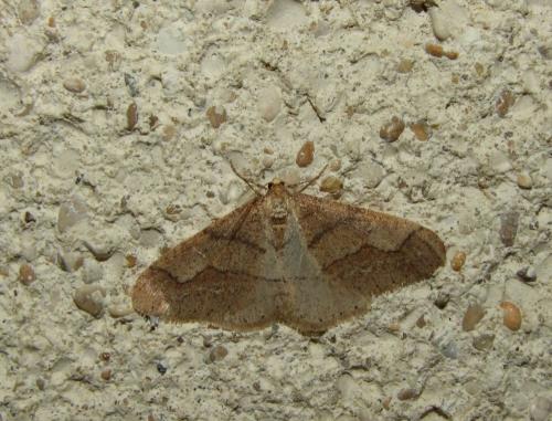 Agriopis marginaria