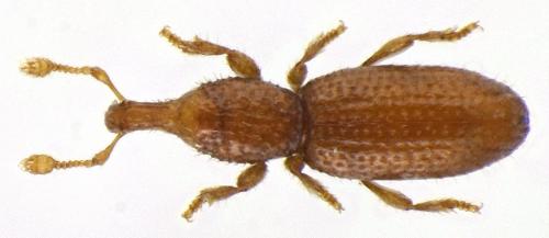 Réf. 82 606 : Alaocephala delarouzei delarouzei