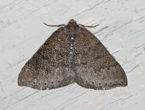 Aleucis distinctata