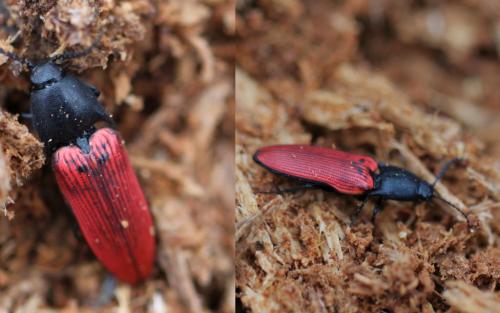 Ampedus sanguineus