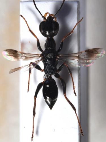 Réf. 82 741 : Ampulex fasciata