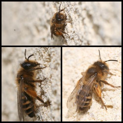 Andrena flavipes