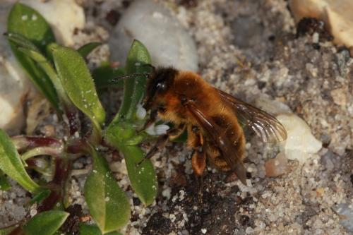 Réf. 82 260 : Andrena nigroaenea