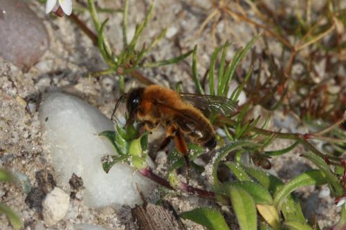 Réf. 82 261 : Andrena nigroaenea
