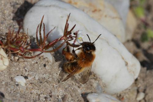 Réf. 82 263 : Andrena nigroaenea