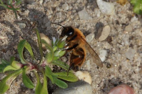 Andrena nigroaenea
