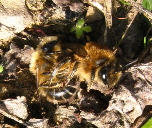 Colletes cunicularius