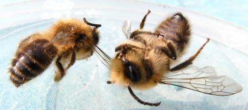 Colletes cunicularius