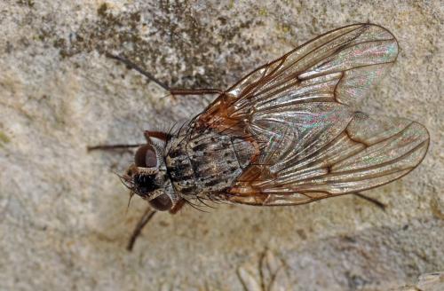 Phaonia tuguriorum