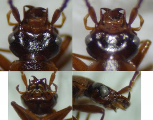 Anthophagus bicornis