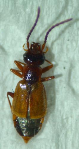 Anthophagus bicornis