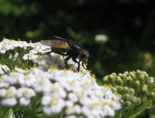 Réf. 82 722 : Nowickia ferox