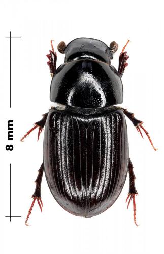 Acrossus depressus