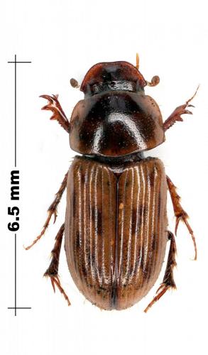 Chilothorax sp.
